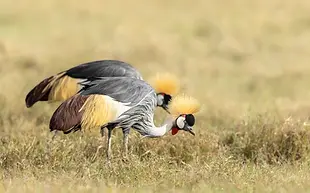 5 Days Tanzania safari & culture tour