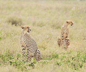 Serengeti national park