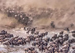 Great Migration Serengeti
