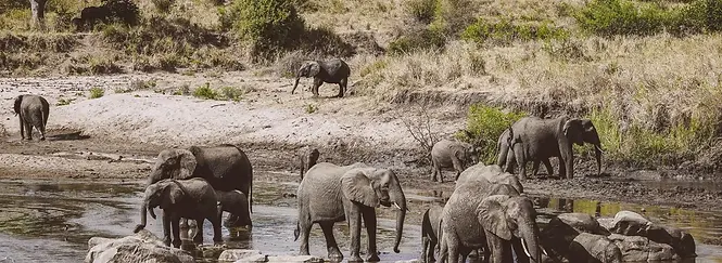 7 days luxury tanzania safari.webp