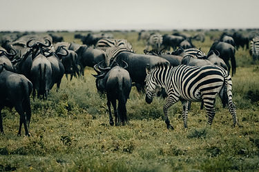 Serengeti Migration
