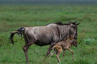 serengeti_national_park.jpg