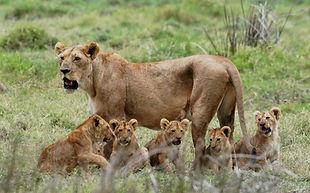 2 Days Mikumi safari from Dar-es-salaam
