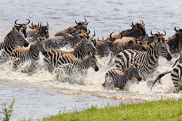 Serengeti Migration