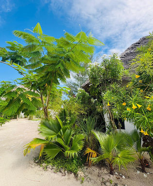 Plongée avec masque et tuba à Mnemba Island