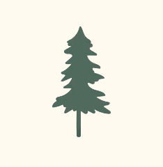 Concolor_Fir.jpg