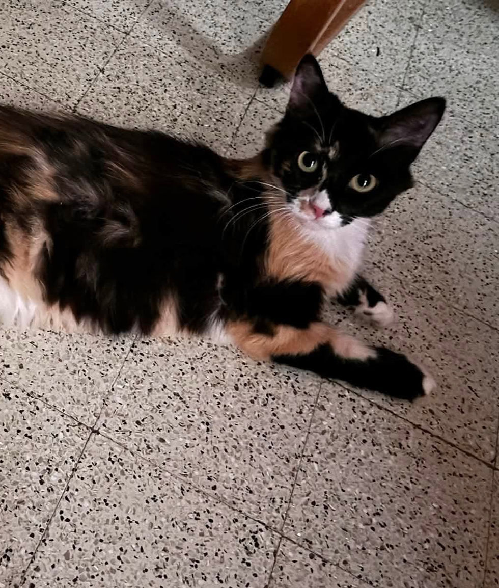 Belle