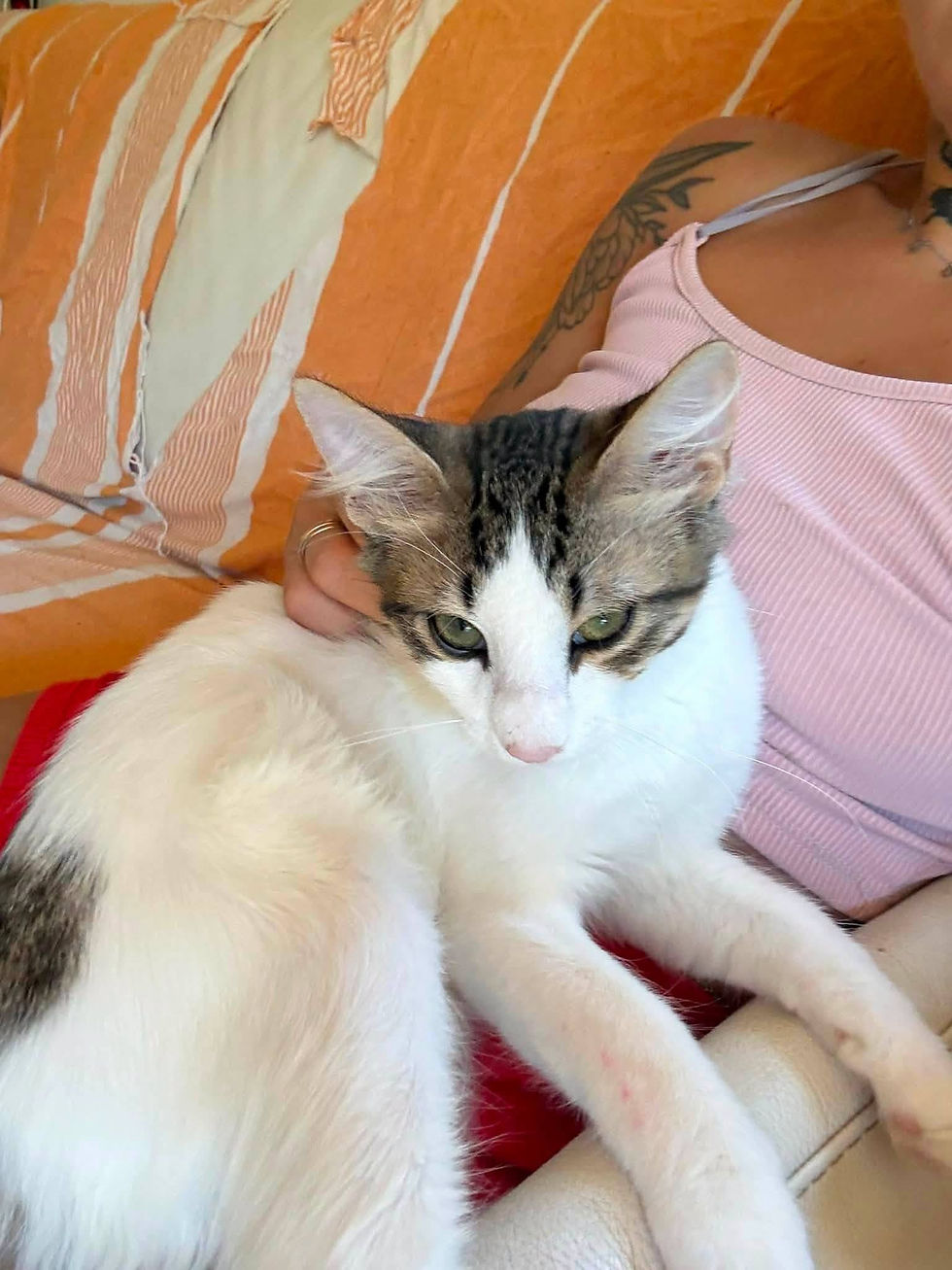 Scofield