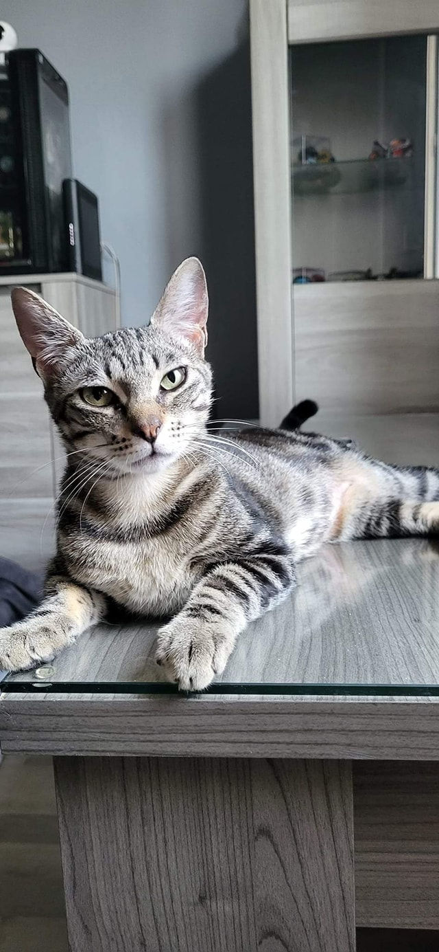 Nova