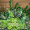 Thumbnail: St. Patrick’s Day Wreath for Front Door