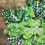 Thumbnail: St. Patrick’s Day Wreath for Front Door