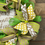 Thumbnail: Every Bunny Welcome Spring Wreath