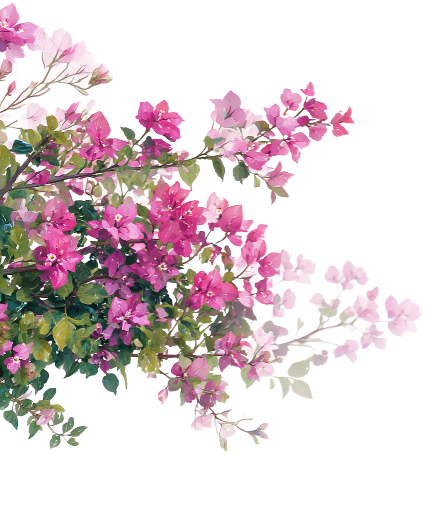 bougenvilla2 _edited.png
