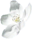 floral petal 2.png