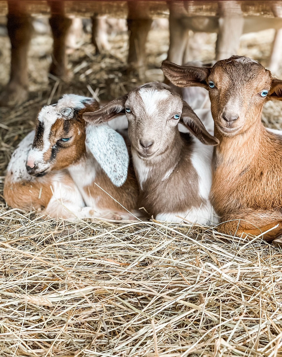 baby goats, East TN