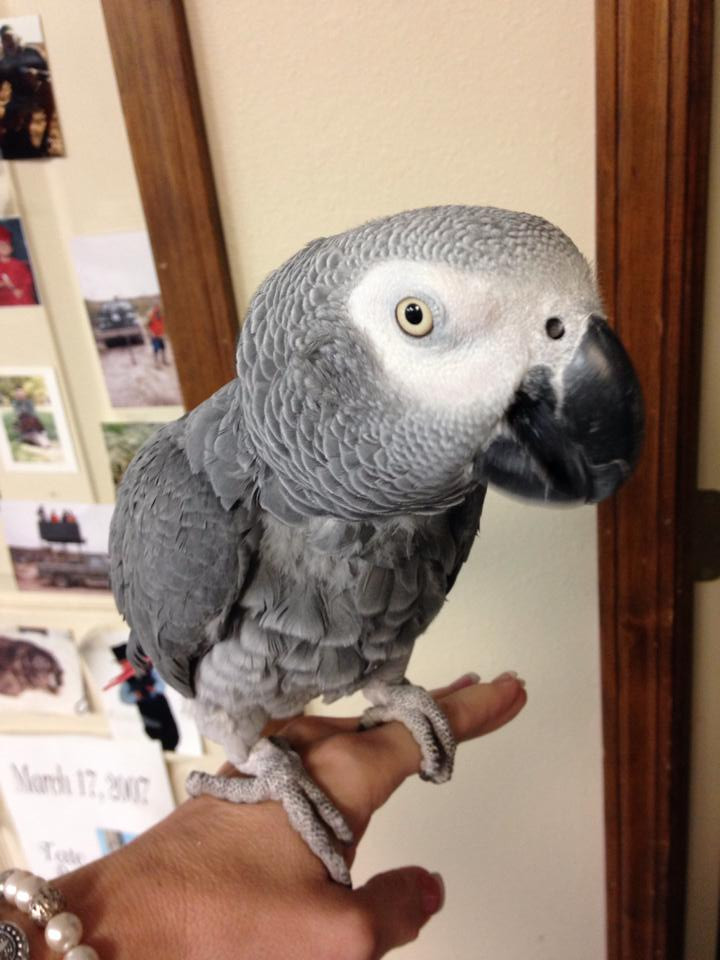 Veterinary Animal Care Clinic Rosepine