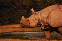 One horned rhinoceros