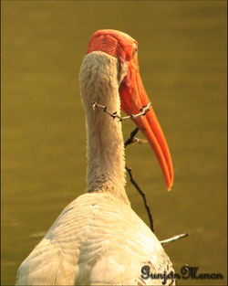 Photo Story: Painted Stork