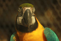Parrot Parole
