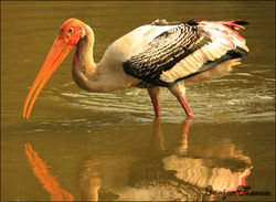 Photo Story: Painted Stork