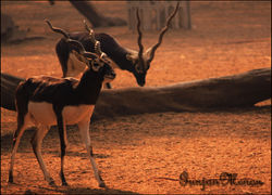 Black buck
