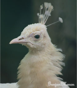 White Peacock