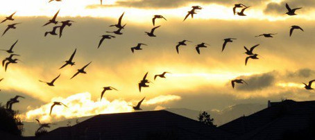 The Journey of the Godwits