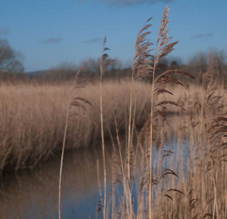 Phragmites