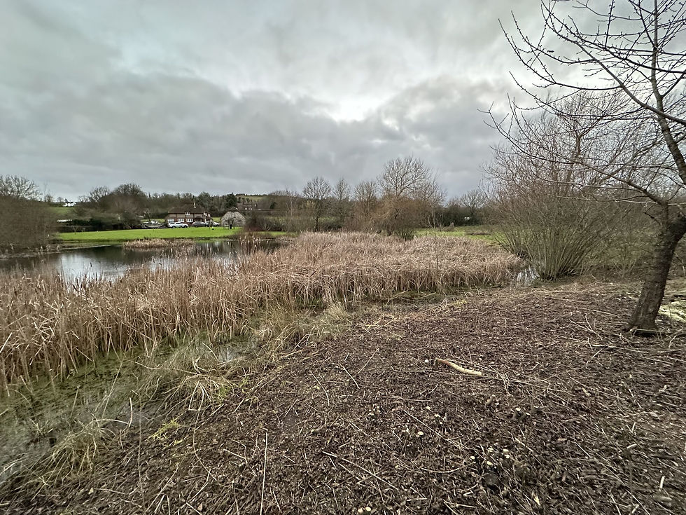 How Bulrushes Affect Pond Depth, Silt Build-Up, and Water Flow