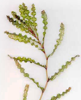 Curled pondweed / Potamogeton crispus