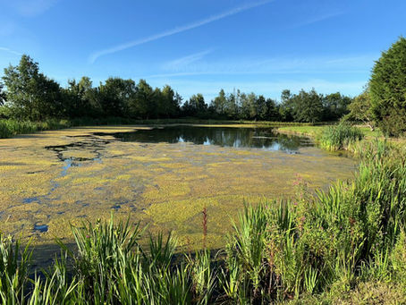 (Case Study) Blanketweed Removal with the Truxor