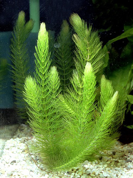 Hornwort / Ceratophyllum demersum
