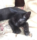 Basil - Adopted!