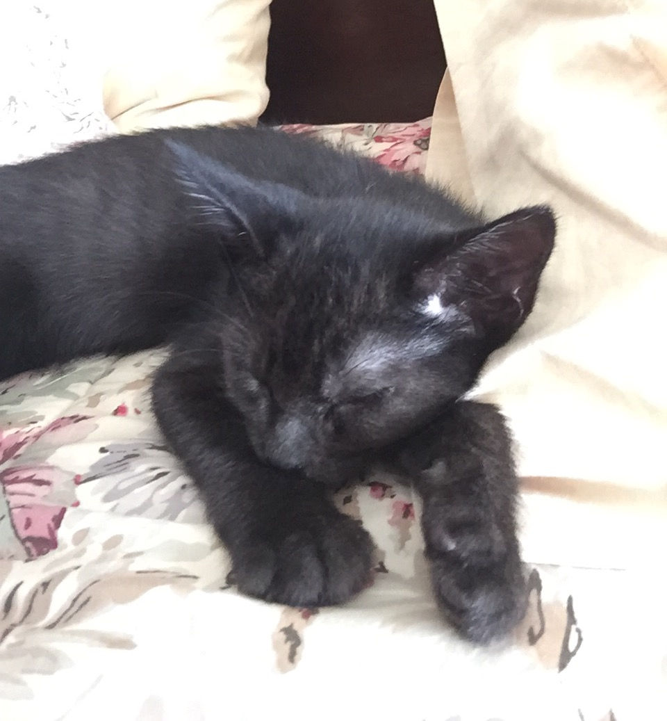 Basil - Adopted!
