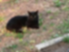 Panther - Adopted!