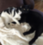 Charlie and Teddy - Adopted!