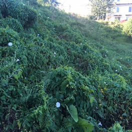 Managing Invasives in the Pollinator Meadows