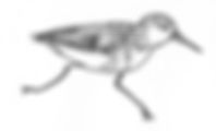 Shorebird.jpeg