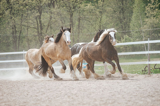 Big Shoe Ranch Drums