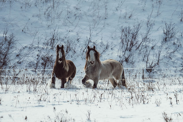 Jack stallion and Thor gelding 