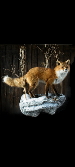 Small Game Taxidermy 
