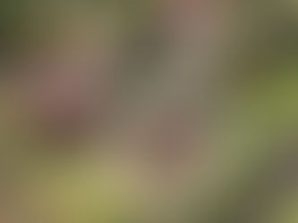 ギャラリーハンさん「ハンを楽しむ」開催します