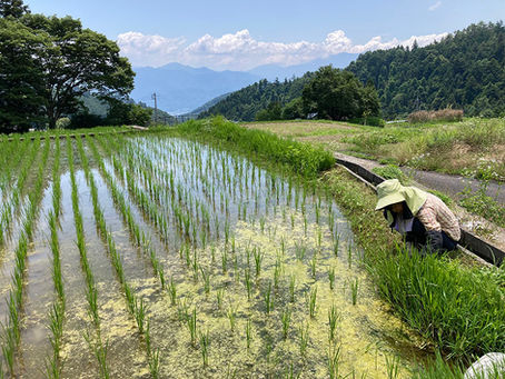 【参加者募集中】草取り体験&流しそうめん