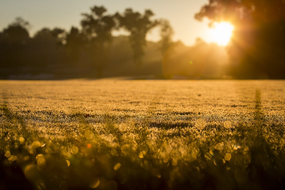 When the Rain Doesn’t Come: Caring for Pastures in the Heat