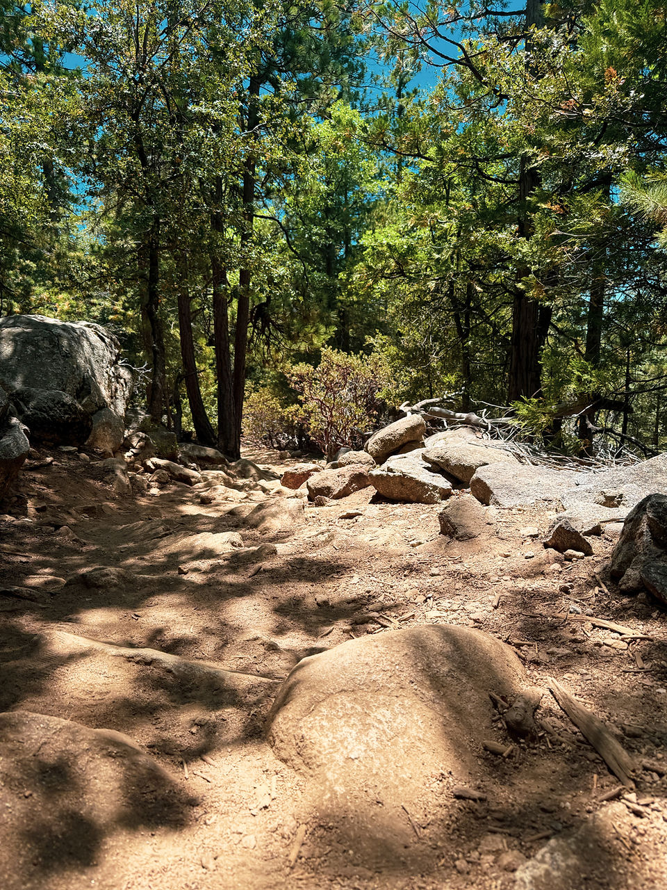 a rocky dirt path in a forest