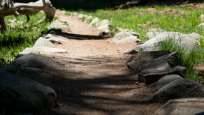 A winding dirt path bordered by rocks leads through a sun-dappled forest, creating a serene and inviting natural scene.