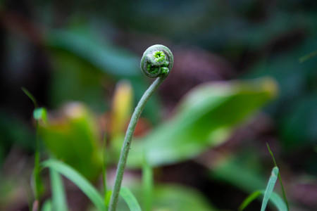 Close up of a tropical fern plant that spirals into a circle at its end