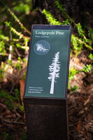 A trail sign indicating a nearby tree to be a Lodgepole Pine.