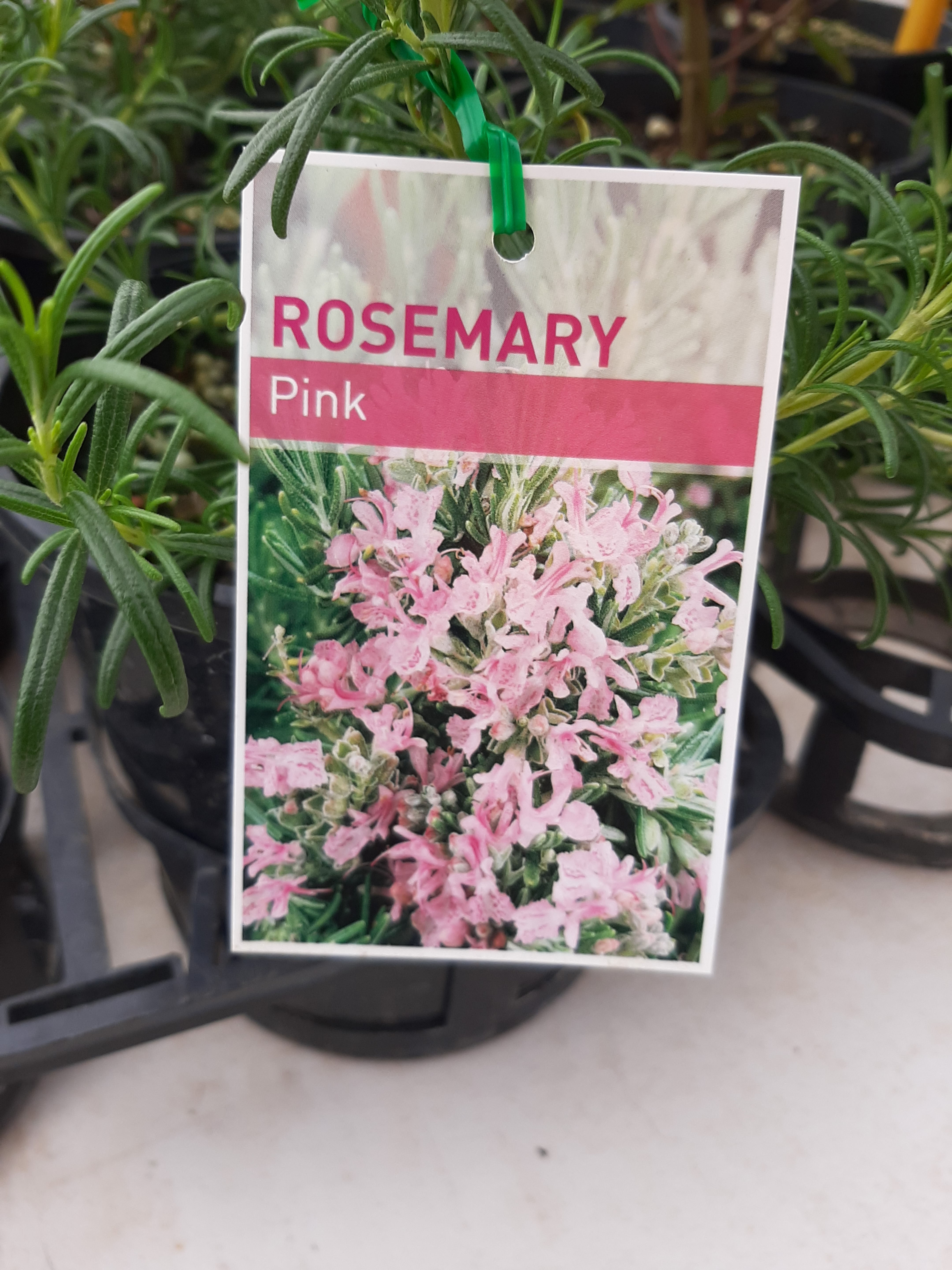 Rosmarinus Officinalis Rosea Pink Rosemary