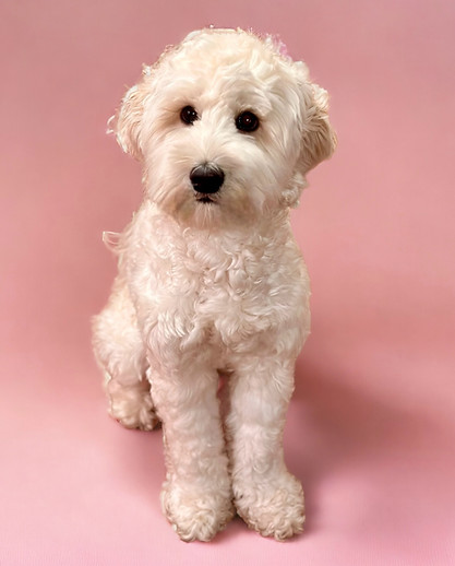 Suncrest's Snow Beautiful " Aspen"